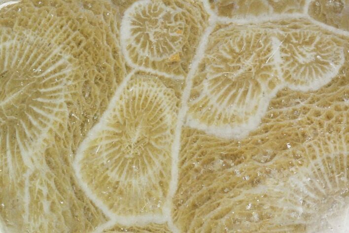 Polished Fossil Coral (Actinocyathus) - Morocco #100628
